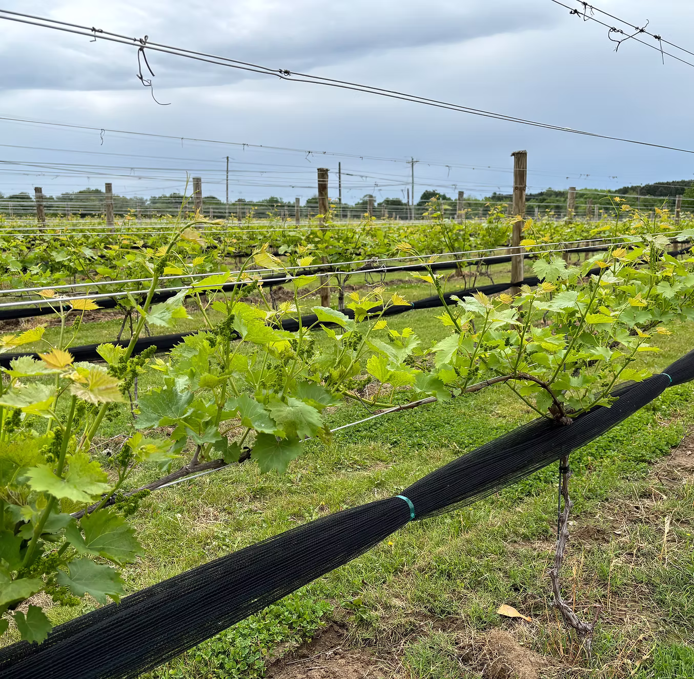 A photo of the vineyard at Chesapeake Manor on Kent Island in Maryland, where you can enjoy a host of events and experiences.