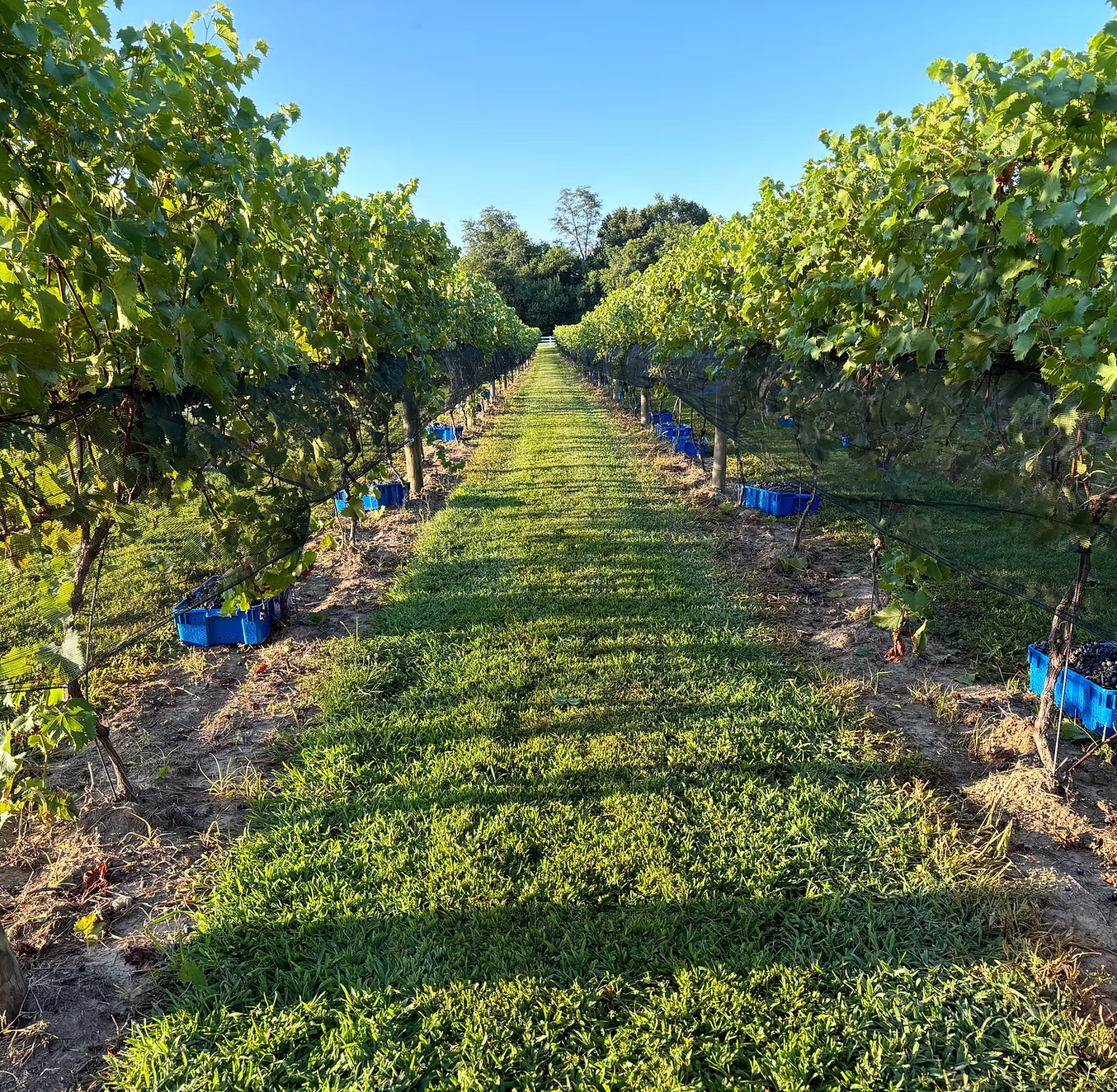 A photo of row in the vineyard of Kent Island winery Chesapeake Manor Vineyard, which is among the finest Maryland wineries.