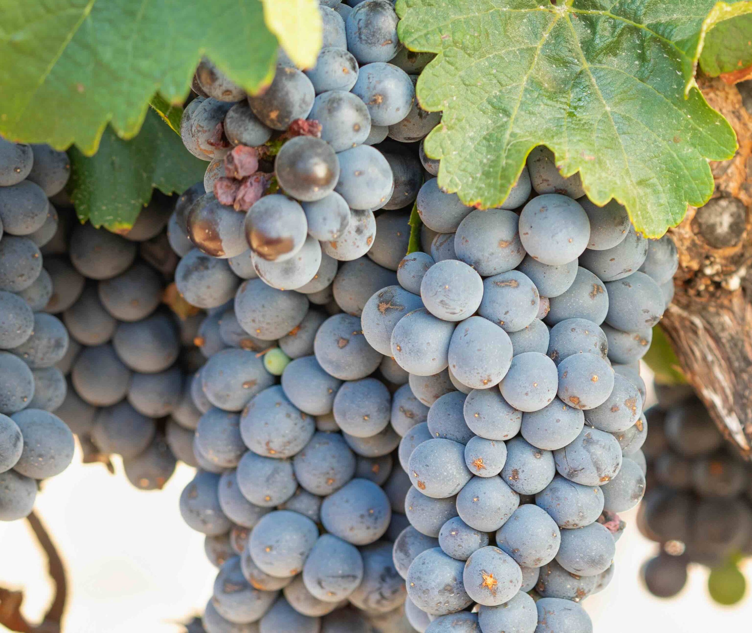 A photo of a grape vine for an article about how Kent Island weather affects Maryland wines.