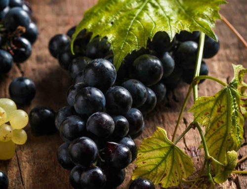 Sampling Maryland’s Premier Grape Varieties