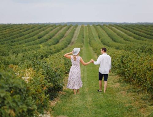 Best Vineyard in Maryland: What Makes a Vineyard Worth Visiting?